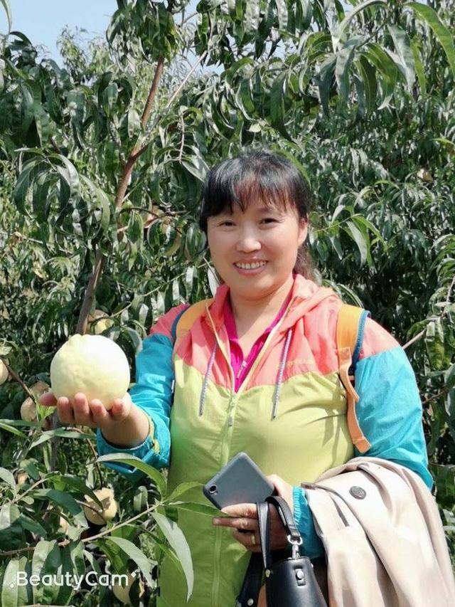 肥城桃有哪几个优良品系 ，肥城桃品种有哪些（肥城桃采摘之行）