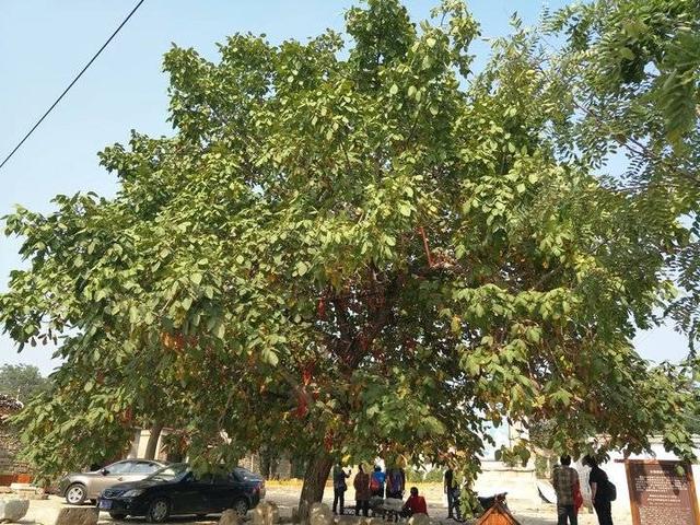 肥城桃有哪几个优良品系 ，肥城桃品种有哪些（肥城桃采摘之行）