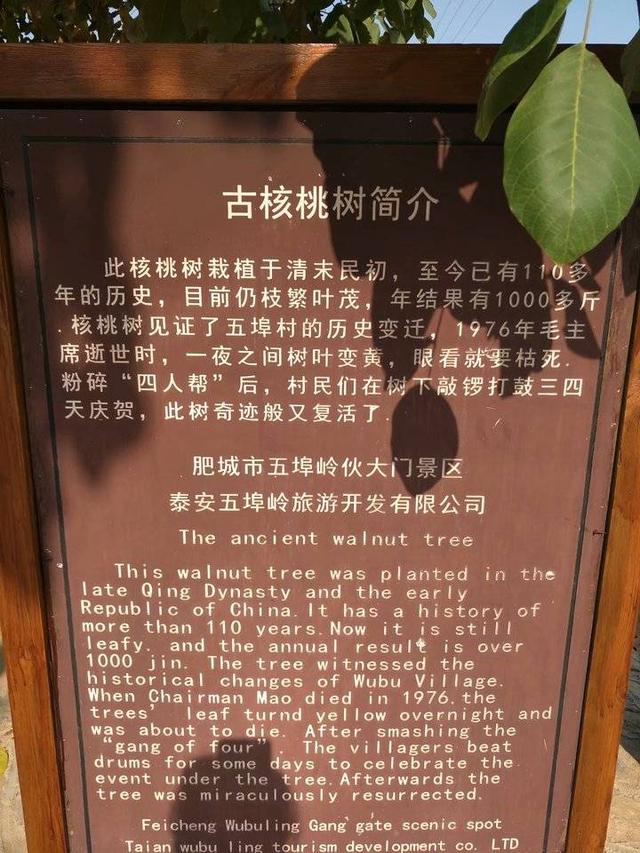 肥城桃有哪几个优良品系 ，肥城桃品种有哪些（肥城桃采摘之行）