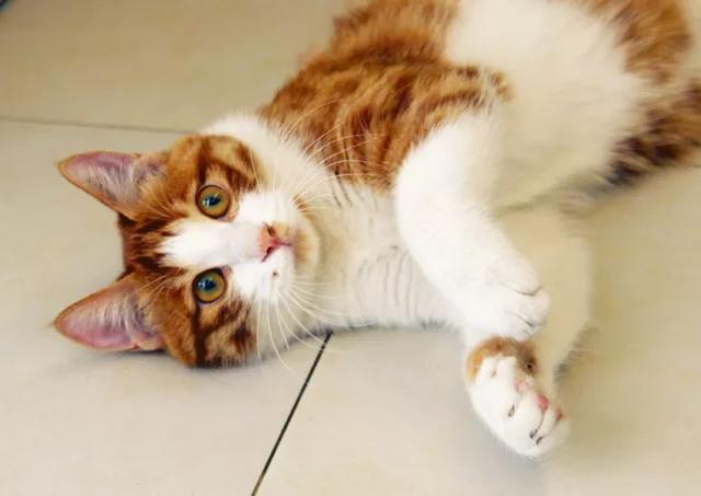 猫咪打第一针疫苗要准备什么，关于猫咪打疫苗的那些事儿