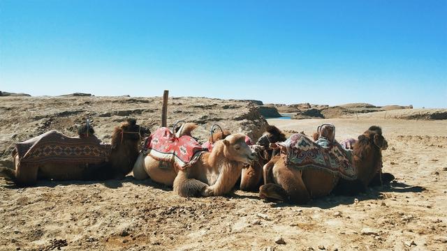 什么是雅丹地貌，雅丹魔鬼城景点介绍（雅丹地貌——柴达木腹地的“水上魔鬼城”）