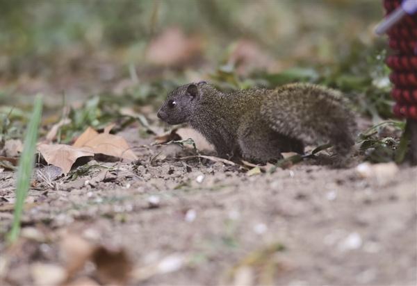 玄武湖在哪里，南京玄武湖在哪里（国庆玄武湖游园攻略出炉）