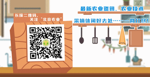 海豆芽为什么长寿，海豆芽好吃吗（它被称为长寿第一豆）
