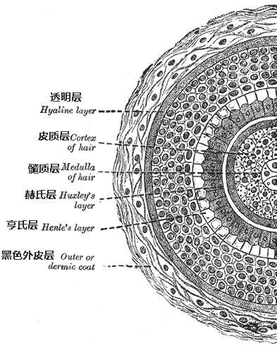 梦见头发掉了秃了一大片，梦见掉头发了（秃了就是秃了，别想着会变强）