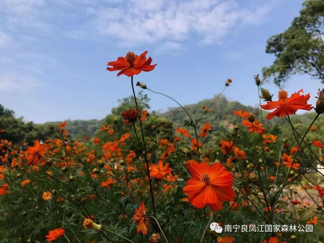 格桑花的花语是什么意思，南宁大片格桑花已经开好了