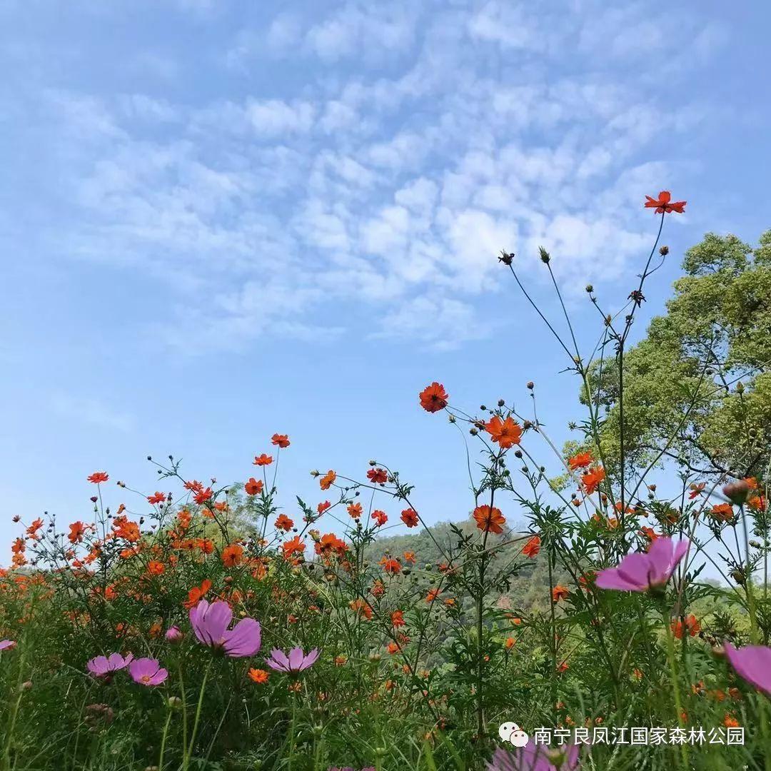 格桑花的花语是什么意思，南宁大片格桑花已经开好了