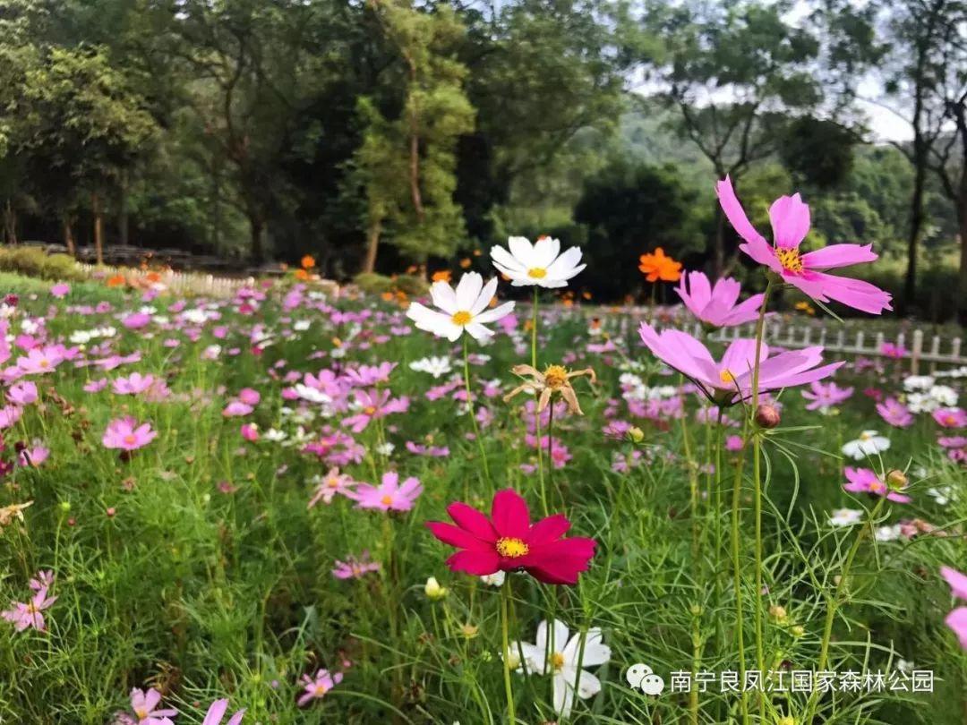 格桑花的花语是什么意思，南宁大片格桑花已经开好了