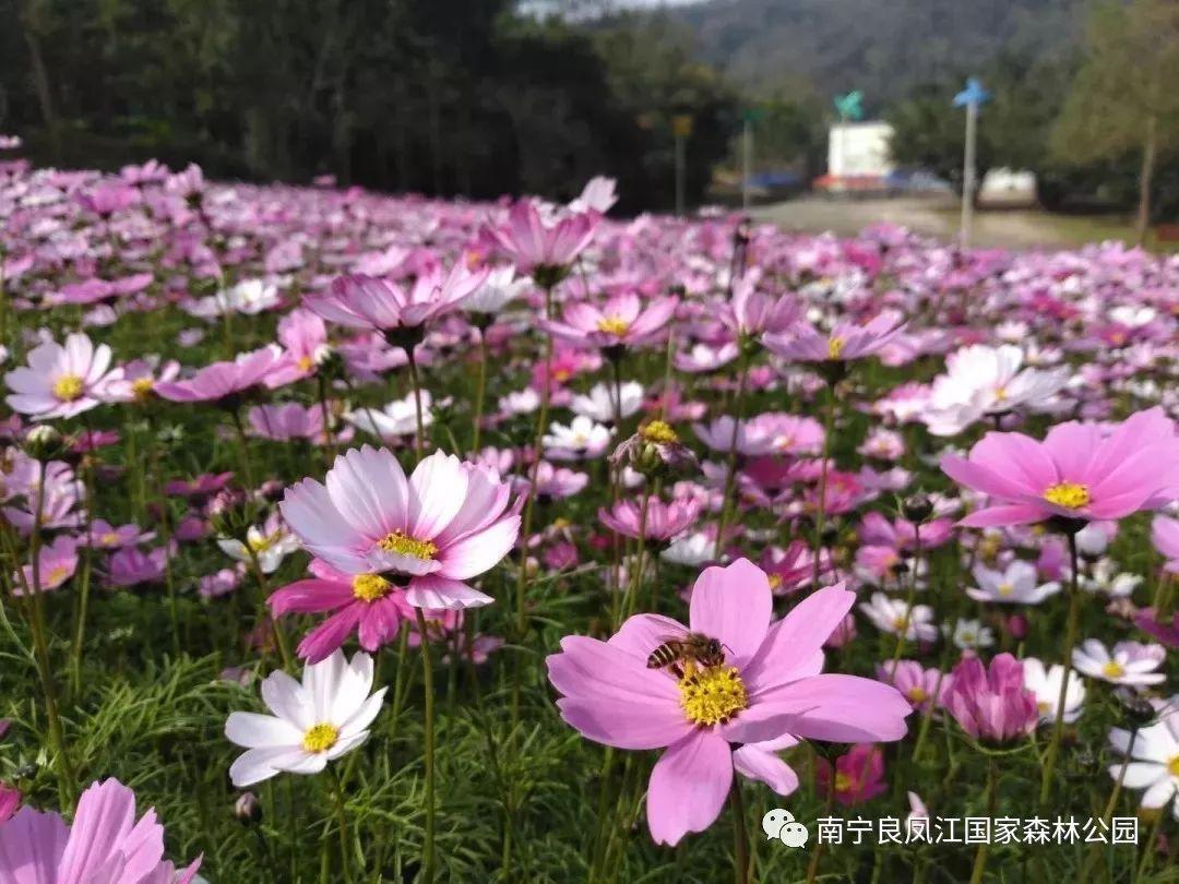 格桑花的花语是什么意思，南宁大片格桑花已经开好了