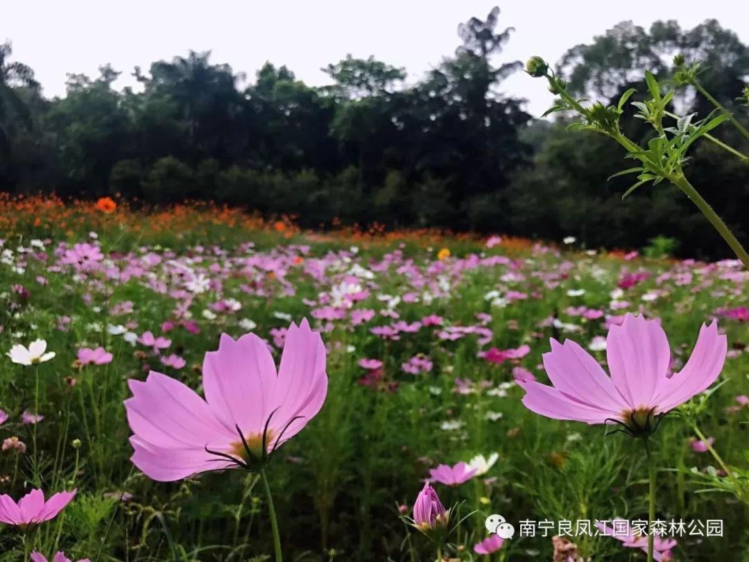 格桑花的花语是什么意思，南宁大片格桑花已经开好了