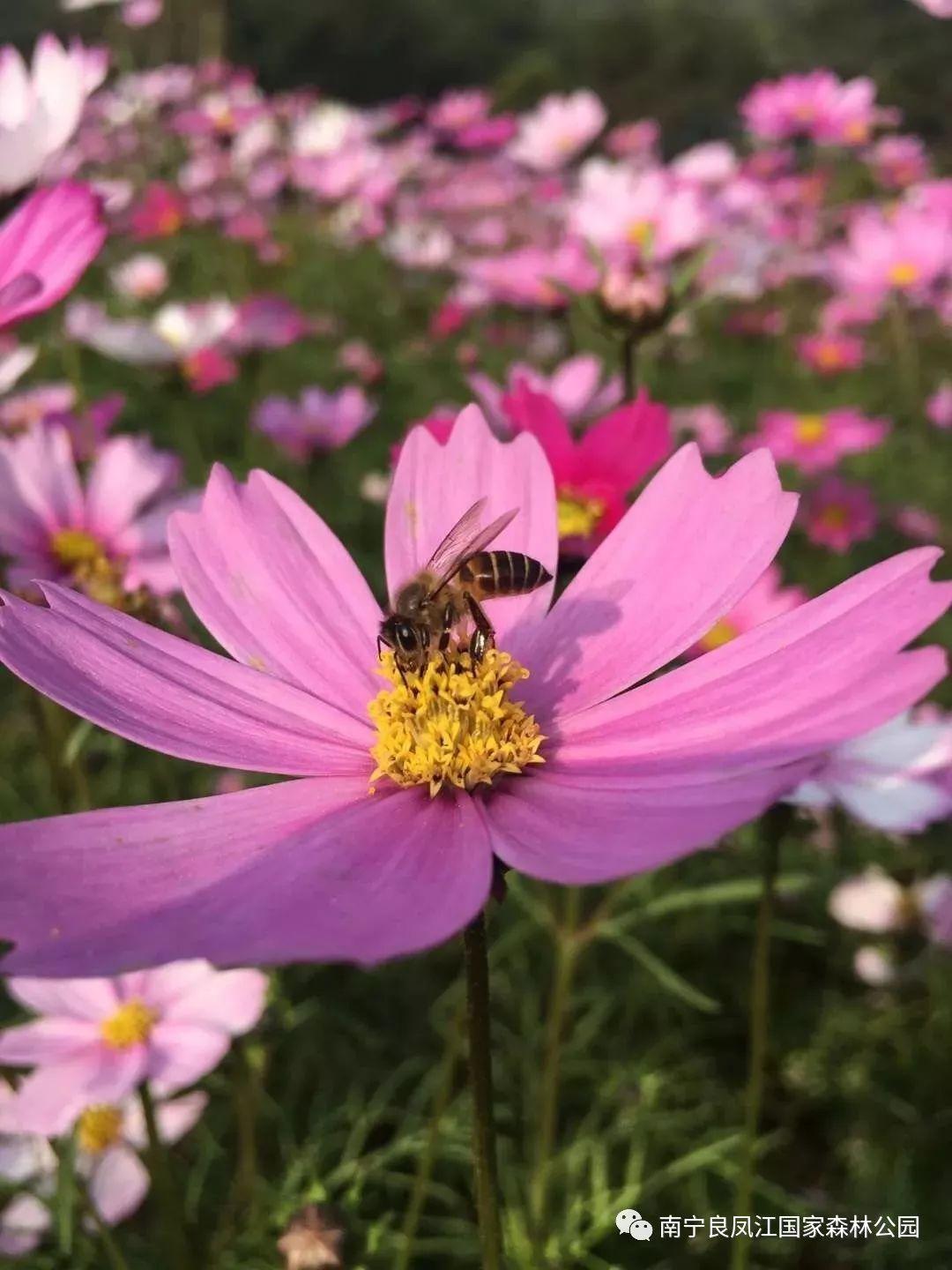 格桑花的花语是什么意思，南宁大片格桑花已经开好了