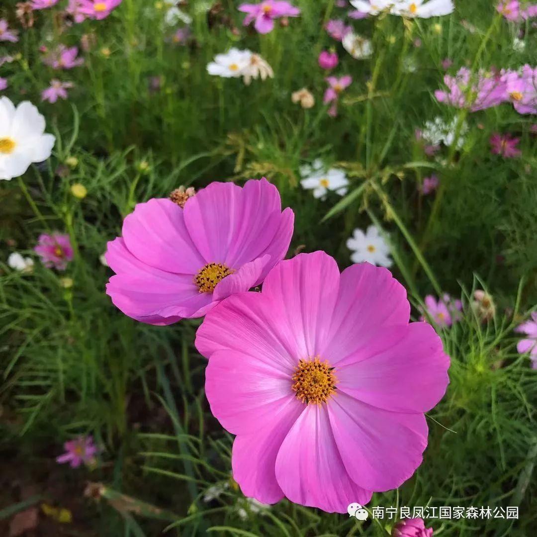 格桑花的花语是什么意思，南宁大片格桑花已经开好了