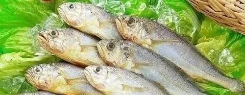 常吃的海鱼有哪些，经常吃的海鱼（买这5种鱼的基本上都是懂鱼的行家）