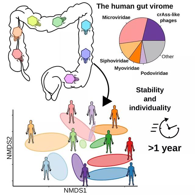 pda医学上是什么意思，pda是什么（癌症、微生物药物、脑肠轴、皮肤-肠道轴、共生病毒、阴道微生物、菌群免疫互作、肠道黏液、粪菌移植）