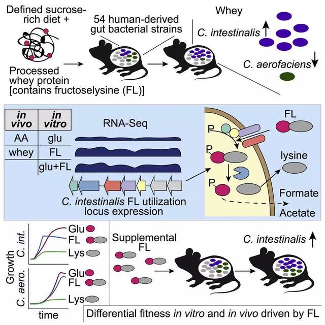 pda医学上是什么意思，pda是什么（癌症、微生物药物、脑肠轴、皮肤-肠道轴、共生病毒、阴道微生物、菌群免疫互作、肠道黏液、粪菌移植）