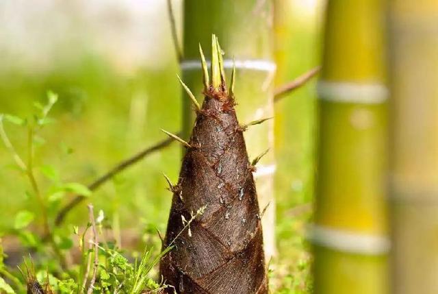 风味云南，你好“笋”啊，甜竹笋苗多少钱一棵