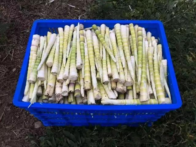 风味云南，你好“笋”啊，甜竹笋苗多少钱一棵