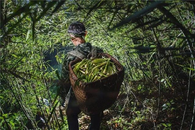 风味云南，你好“笋”啊，甜竹笋苗多少钱一棵