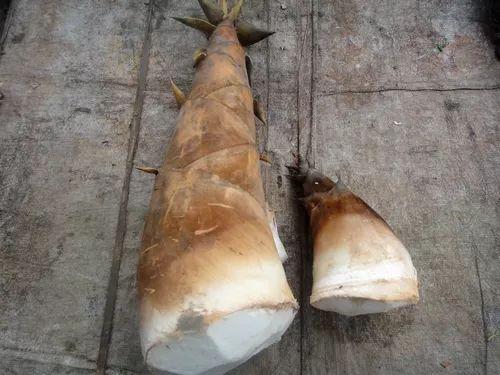 风味云南，你好“笋”啊，甜竹笋苗多少钱一棵