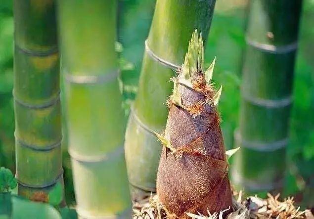 风味云南，你好“笋”啊，甜竹笋苗多少钱一棵