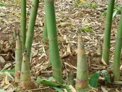 风味云南，你好“笋”啊，甜竹笋苗多少钱一棵