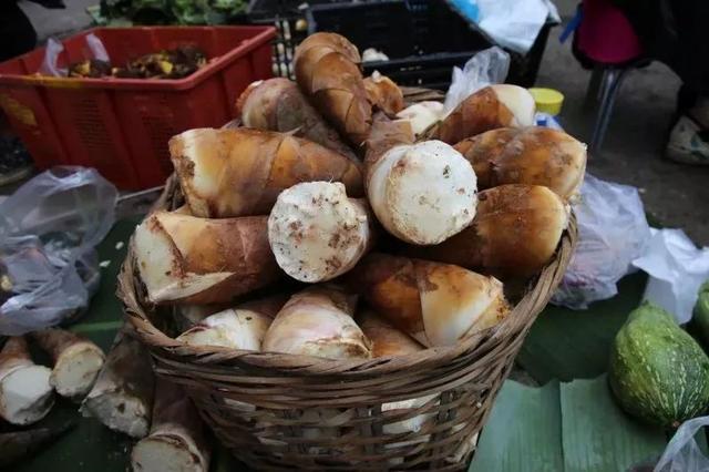 风味云南，你好“笋”啊，甜竹笋苗多少钱一棵