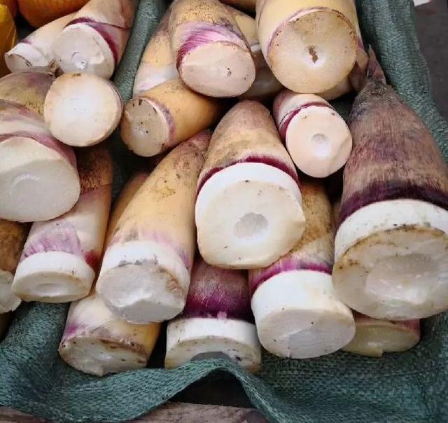 风味云南，你好“笋”啊，甜竹笋苗多少钱一棵