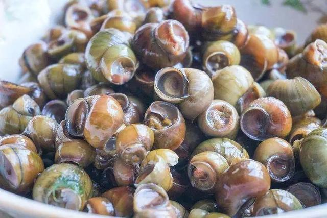 风味云南，你好“笋”啊，甜竹笋苗多少钱一棵