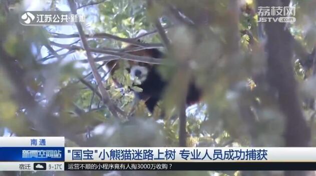 小熊猫能当宠物吗，可不可以养小熊猫当宠物（动物园工作人员一看）