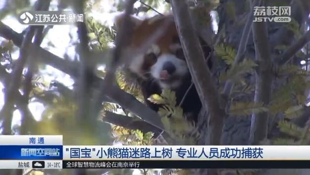 小熊猫能当宠物吗，可不可以养小熊猫当宠物（动物园工作人员一看）
