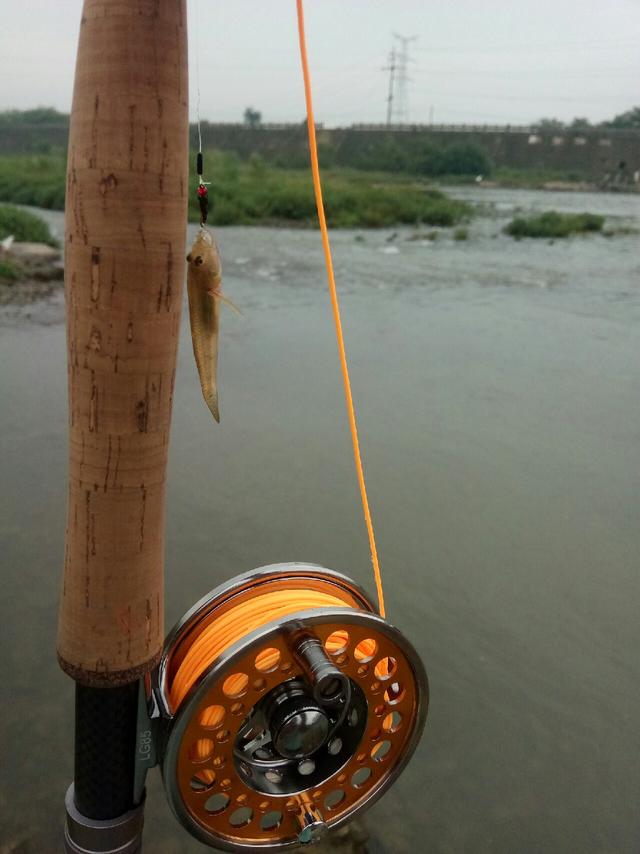 水库如何钓长鳍鱲，长鳍鱲探钓记不轻易放弃