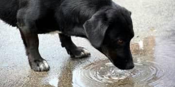 狗身上细菌对人的危害，宠物狗身上的细菌对人有什么危害（具有极强致命性可在狗与人类之间传播）