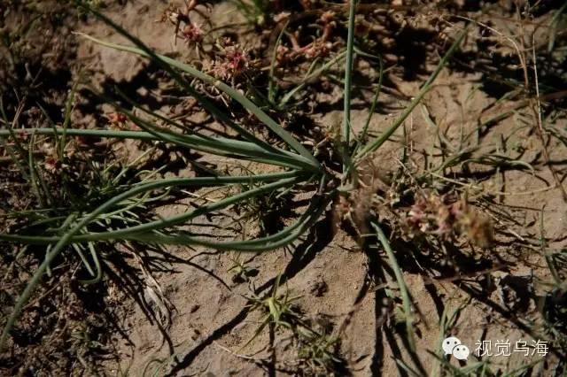 内蒙古乌海湖全景图，内蒙古乌海景区（乌海有个地方叫“六五四”）