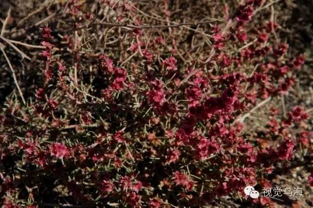 内蒙古乌海湖全景图，内蒙古乌海景区（乌海有个地方叫“六五四”）