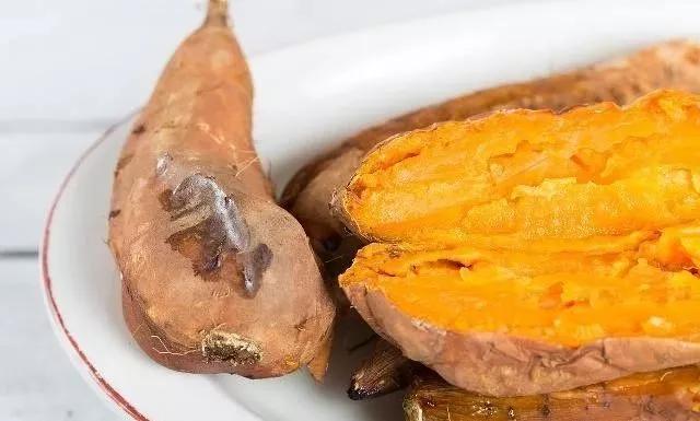 室内存放红薯最简单方法，室内存放红薯最简单方法是什么（还在为红薯储藏易腐烂发愁吗）