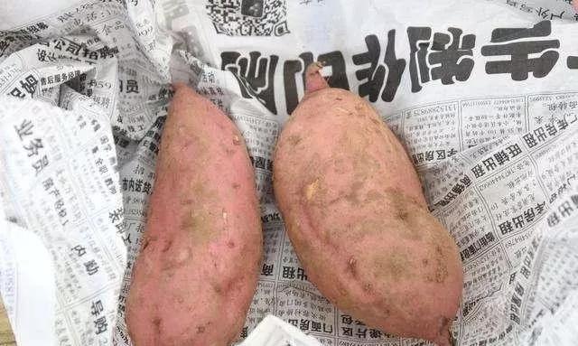 室内存放红薯最简单方法，室内存放红薯最简单方法是什么（还在为红薯储藏易腐烂发愁吗）
