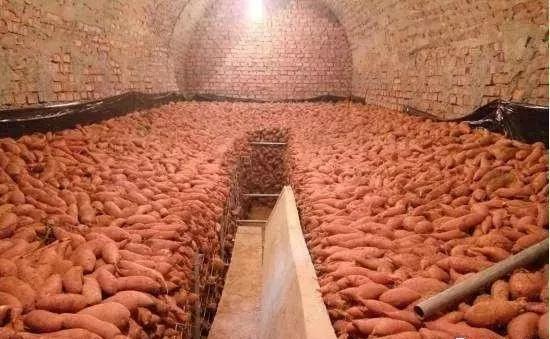 室内存放红薯最简单方法，室内存放红薯最简单方法是什么（还在为红薯储藏易腐烂发愁吗）