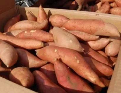 室内存放红薯最简单方法，室内存放红薯最简单方法是什么（还在为红薯储藏易腐烂发愁吗）