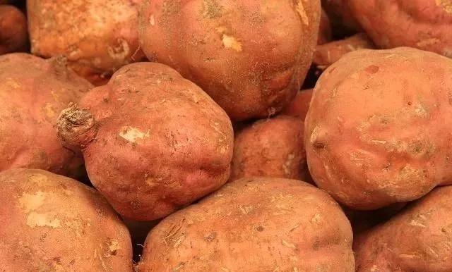 室内存放红薯最简单方法，室内存放红薯最简单方法是什么（还在为红薯储藏易腐烂发愁吗）