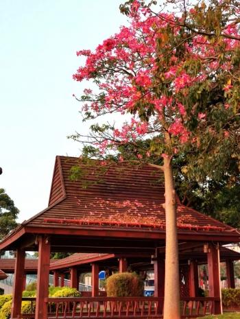 厦门大学校服，厦门大学校服女生（厦门海沧全区统一的“靓装”来啦）