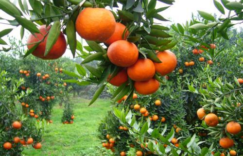 什么水果上火，小孩上火吃什么水果好（你超爱吃的这几种水果）