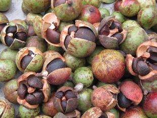 油茶的功效与作用，油茶果的功效与作用（但除了喝还有这些大用处）