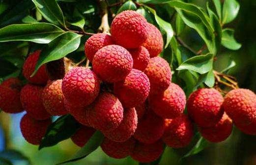 什么水果上火，小孩上火吃什么水果好（你超爱吃的这几种水果）