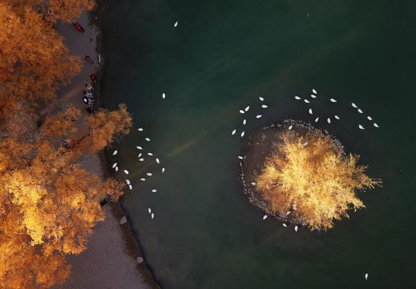 胡杨林在什么地方?哪个省，胡杨林在什么地方额济纳在哪个省_阿拉善胡杨林在什么地方（甘肃金塔：金秋胡杨美如画）