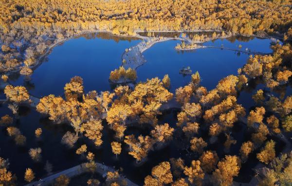 胡杨林在什么地方?哪个省，胡杨林在什么地方额济纳在哪个省_阿拉善胡杨林在什么地方（甘肃金塔：金秋胡杨美如画）