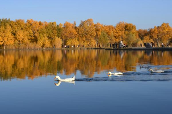 胡杨林在什么地方?哪个省，胡杨林在什么地方额济纳在哪个省_阿拉善胡杨林在什么地方（甘肃金塔：金秋胡杨美如画）