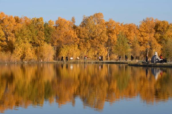 胡杨林在什么地方?哪个省，胡杨林在什么地方额济纳在哪个省_阿拉善胡杨林在什么地方（甘肃金塔：金秋胡杨美如画）