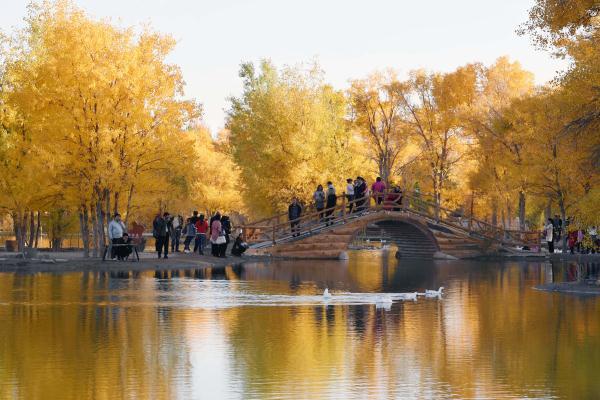 胡杨林在什么地方?哪个省，胡杨林在什么地方额济纳在哪个省_阿拉善胡杨林在什么地方（甘肃金塔：金秋胡杨美如画）