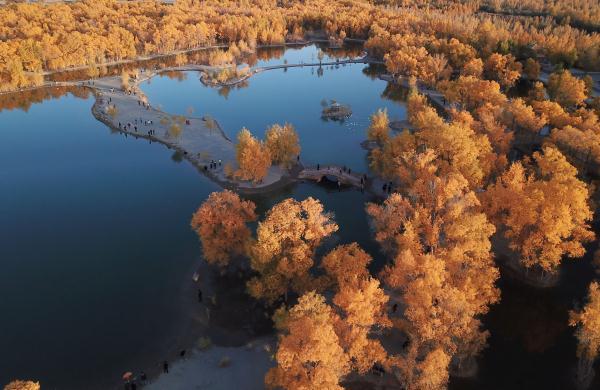 胡杨林在什么地方?哪个省，胡杨林在什么地方额济纳在哪个省_阿拉善胡杨林在什么地方（甘肃金塔：金秋胡杨美如画）