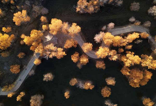 胡杨林在什么地方?哪个省，胡杨林在什么地方额济纳在哪个省_阿拉善胡杨林在什么地方（甘肃金塔：金秋胡杨美如画）