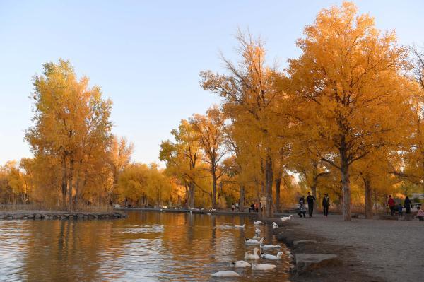 胡杨林在什么地方?哪个省，胡杨林在什么地方额济纳在哪个省_阿拉善胡杨林在什么地方（甘肃金塔：金秋胡杨美如画）